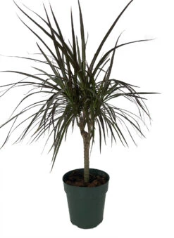 Madagascar Cane Dragon Tree - Dracaena Marginata - 6" Pot