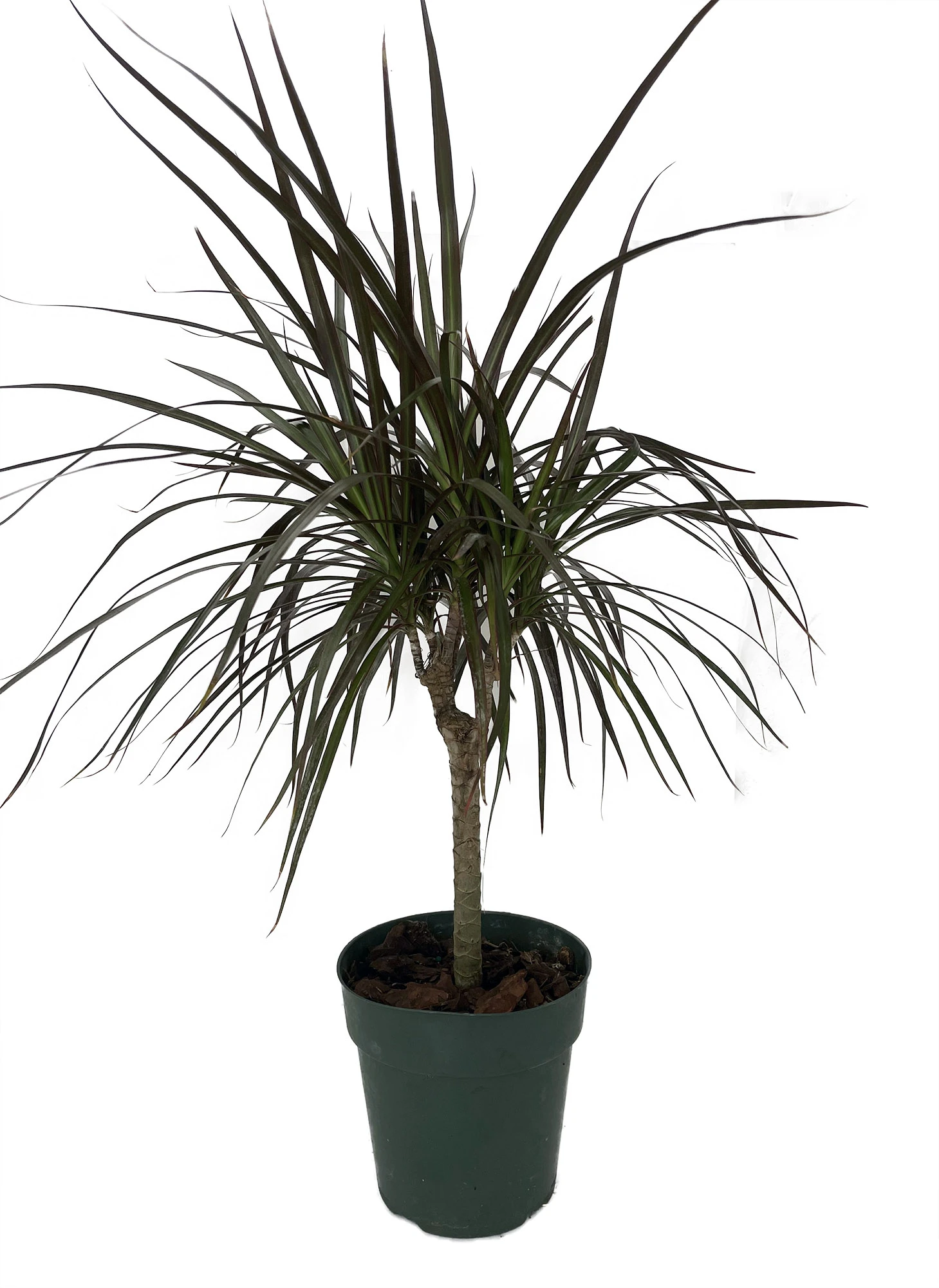 Madagascar Cane Dragon Tree - Dracaena Marginata - 6" Pot 1 Madagascar Cane Dragon Tree - Dracaena Marginata - 6" Pot