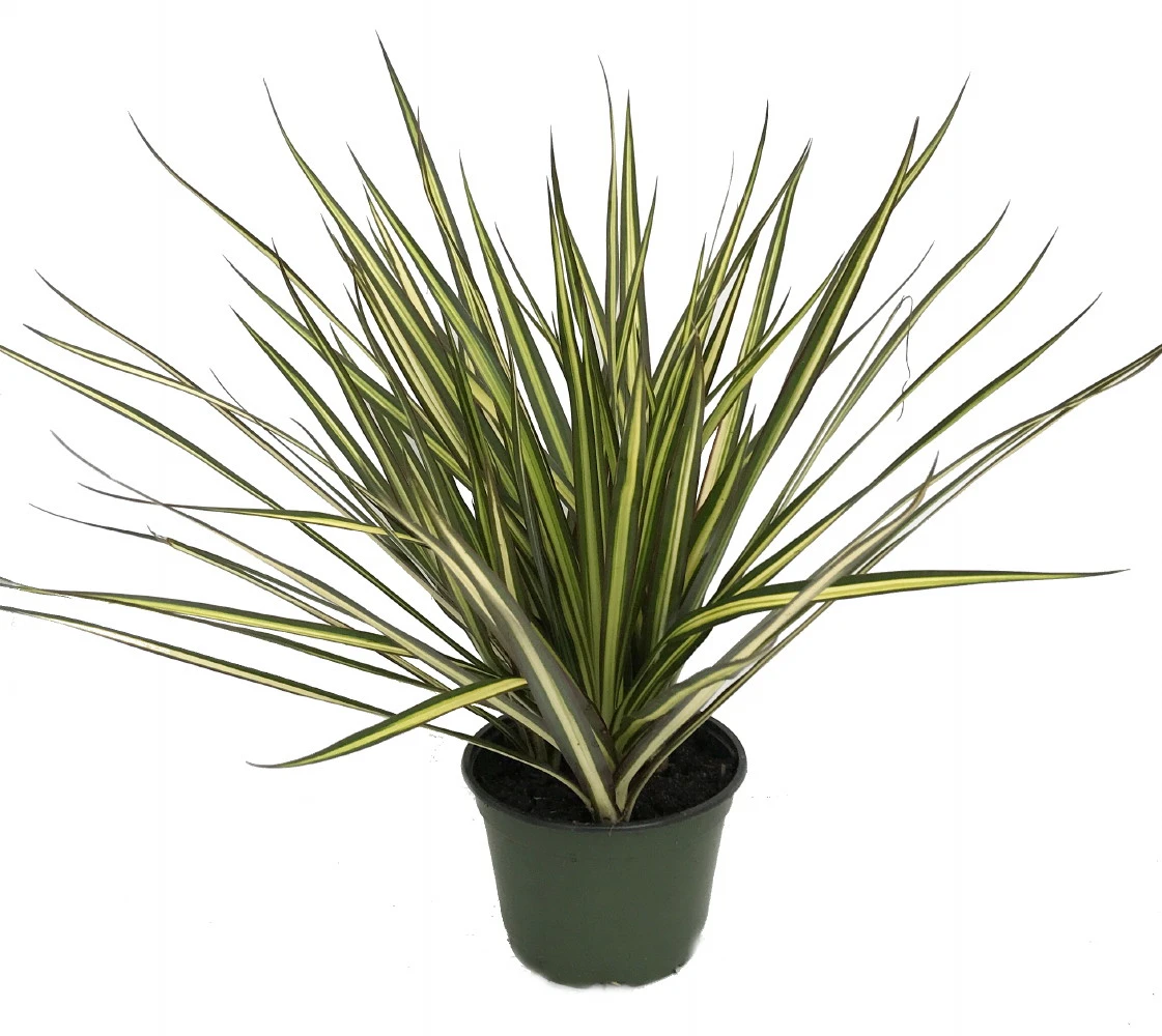 Kiwi Dragon Tree - Dracaena Marginata - Easy To Grow House Plant - 5" Pot 2 Kiwi Dragon Tree - Dracaena Marginata - Easy To Grow House Plant - 5" Pot - Image 2