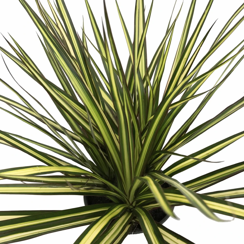 Kiwi Dragon Tree - Dracaena Marginata - Easy To Grow House Plant - 5" Pot 1 Kiwi Dragon Tree - Dracaena Marginata - Easy To Grow House Plant - 5" Pot