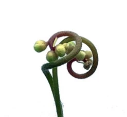 Spoonleaf Carnivorous Sundew Plant -Drosera Spathulata-2" Pot-Collector's Series 13 Spoonleaf Carnivorous Sundew Plant -Drosera Spathulata-2" Pot-Collector's Series -Plant Sale Shop droseraspathulataah4 89857.1645195061