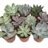 10 Different Desert Rose Succulent Plants - Echeveria - Easy To Grow - 2" Pots
