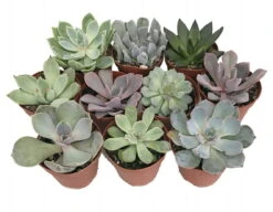 10 Different Desert Rose Succulent Plants - Echeveria - Easy To Grow - 2" Pots