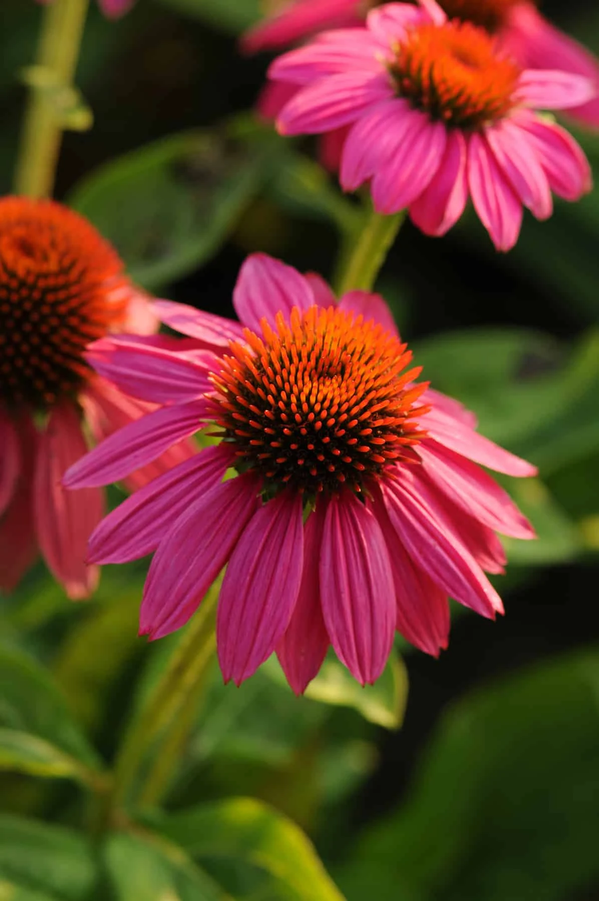 Pow Wow Wild Berry Coneflower - Echinacea - Gallon Pot 1 Pow Wow Wild Berry Coneflower - Echinacea - Gallon Pot