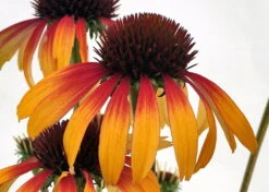 Fiery Meadow Mama Coneflower - Echinacea - Fragrant - Gallon Pot