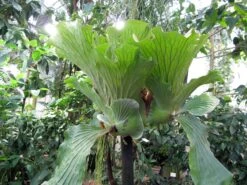 Angola Staghorn Fern - Platycerium Elephantotis - 4" Pot - Collector's Series -Plant Sale Shop elephantstagmature 55814.1690932463
