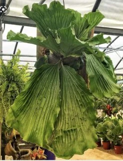 Angola Staghorn Fern - Platycerium Elephantotis - 4.5" Black Hanging Basket -Plant Sale Shop elestagmature 36399.1696539520