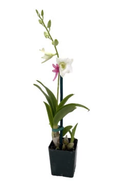 Enobi Snow White Dendrobium Orchid - 2" Pot - Collector Orchids