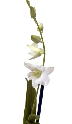 Best Seller -Plant Sale Shop enobsnowwhtebloom 33507.1695988718