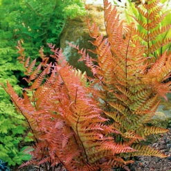 Brilliance Autumn Fern - Dryopteris Erythrosora - Quart Pot -Plant Sale Shop erythrosorahr2 23053.1661450161