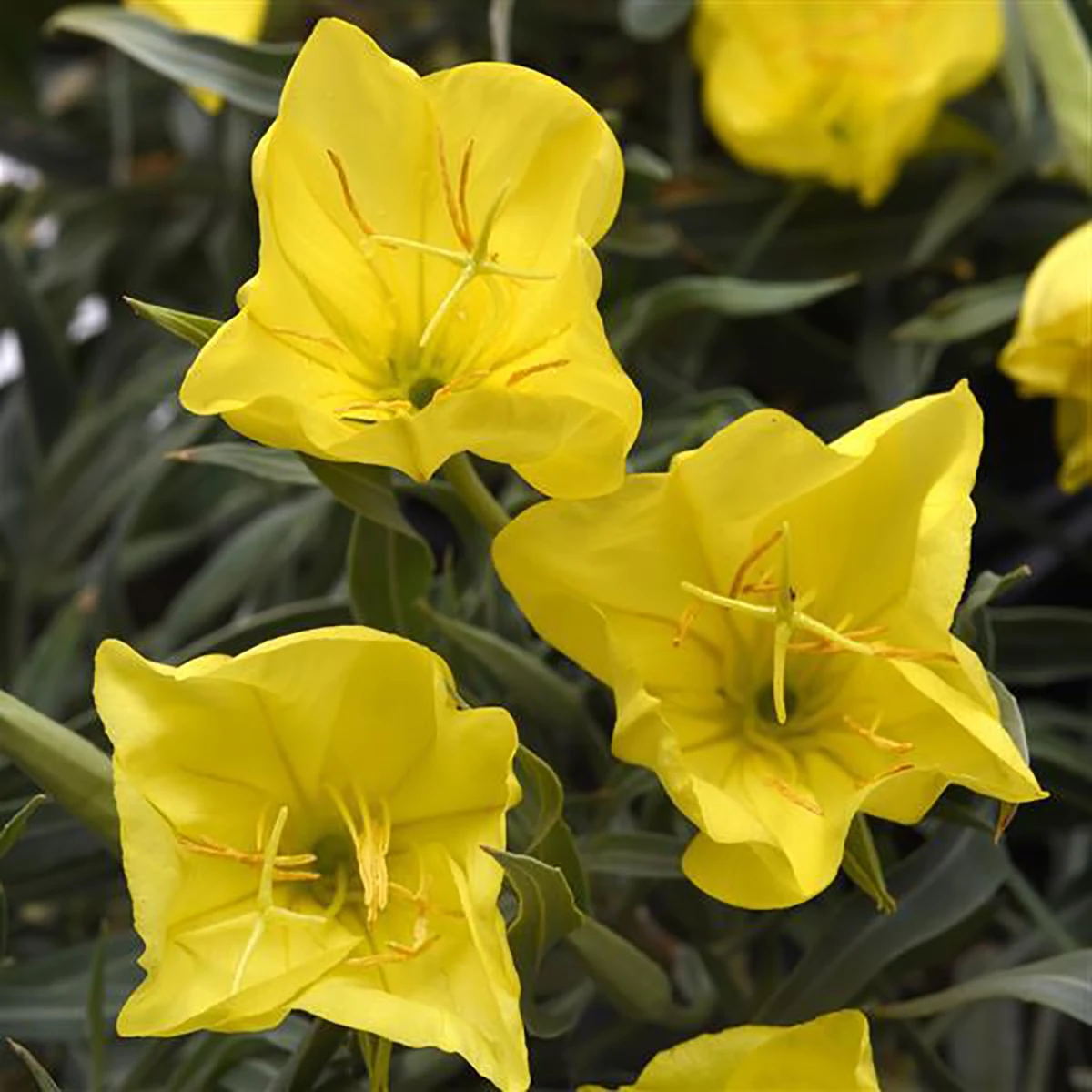 Evening Sun Primrose Perennial - Oenothera Missourensis - Quart Pot 1 Evening Sun Primrose Perennial - Oenothera Missourensis - Quart Pot