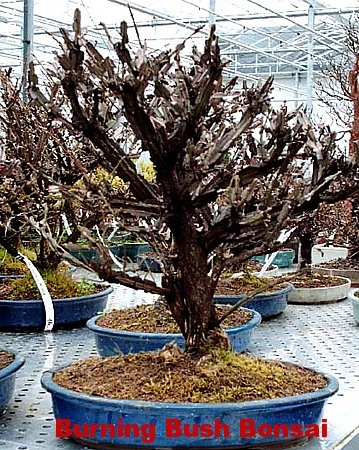 Fire Ball® Euonymus Alatus 'Select' - Burning Bush - Proven Winners- 4'' Pot 3 Fire Ball® Euonymus Alatus 'Select' - Burning Bush - Proven Winners- 4'' Pot - Image 3