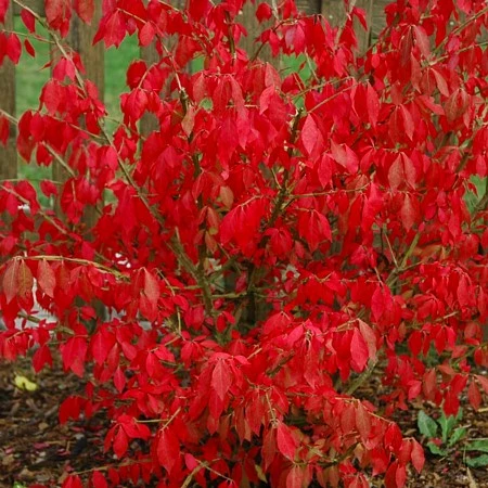 Fire Ball® Euonymus Alatus 'Select' - Burning Bush - Proven Winners- 4'' Pot 2 Fire Ball® Euonymus Alatus 'Select' - Burning Bush - Proven Winners- 4'' Pot - Image 2