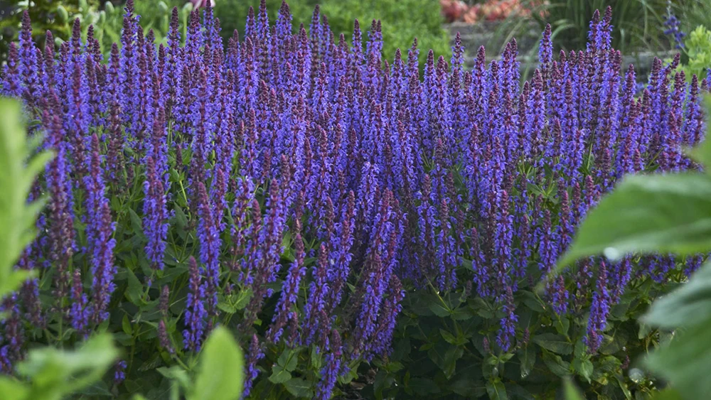 Evening Attire - Salvia Fashionista® - Meadow Sage - Quart Pot 1 Evening Attire - Salvia Fashionista® - Meadow Sage - Quart Pot