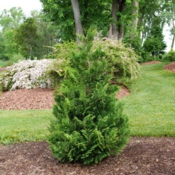 CEDAR RAPIDS™ False Cypress -Chamaecyparis Pisifera - Proven Winners - 4" Pot 5 CEDAR RAPIDS™ False Cypress -Chamaecyparis Pisifera - Proven Winners - 4" Pot -Plant Sale Shop false cypress cedar rapids 1 74920.1675732056