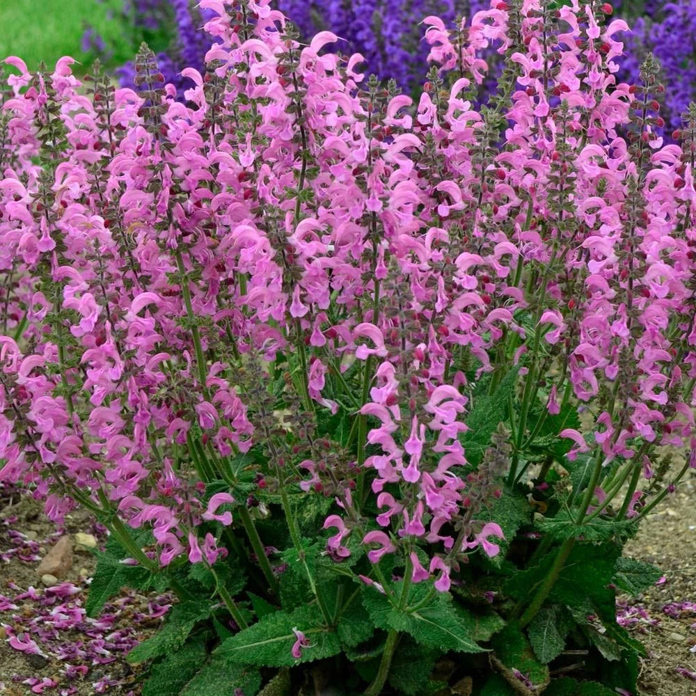 Moulin Rouge - Salvia Fashionista® - Gallon Pot - Meadow Sage 1 Moulin Rouge - Salvia Fashionista® - Gallon Pot - Meadow Sage