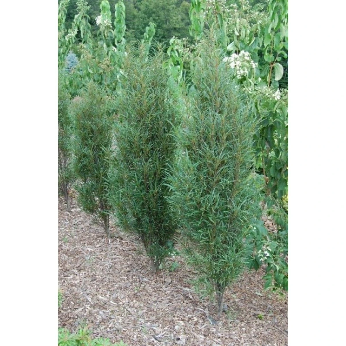 Fine Line® Buckthorn - Rhamnus - Hardy - Proven Winners - 4" Pot 1 Fine Line® Buckthorn - Rhamnus - Hardy - Proven Winners - 4" Pot