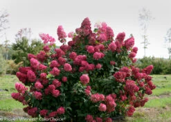 FIRE LIGHT® Hydrangea Paniculata - 4" Pot - Proven Winners 7 FIRE LIGHT® Hydrangea Paniculata - 4" Pot - Proven Winners -Plant Sale Shop fire light hydrangea 2 0 53959.1615344560