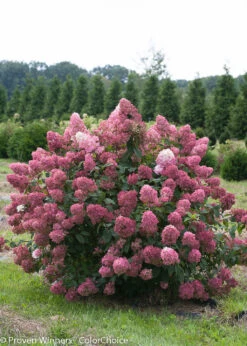 FIRE LIGHT® Hydrangea Paniculata - 4" Pot - Proven Winners 8 FIRE LIGHT® Hydrangea Paniculata - 4" Pot - Proven Winners -Plant Sale Shop fire light hydrangea 3 90162.1615344561
