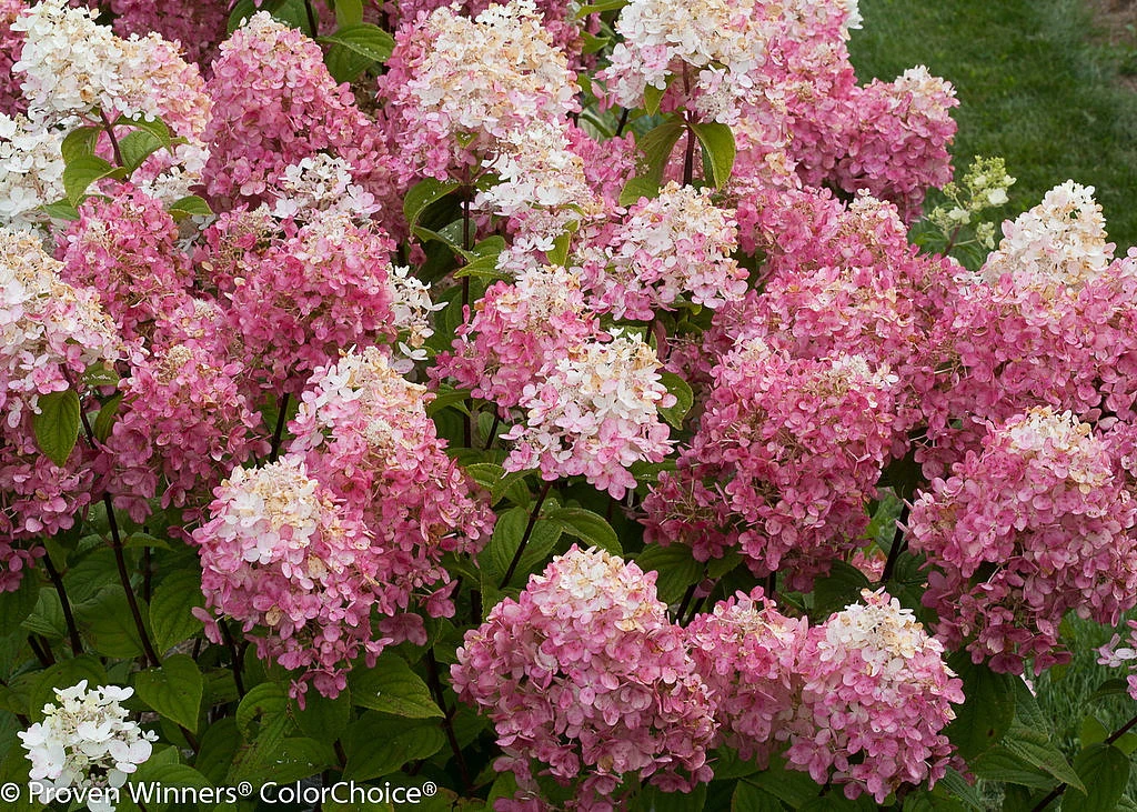 FIRE LIGHT® Hydrangea Paniculata - 4" Pot - Proven Winners 2 FIRE LIGHT® Hydrangea Paniculata - 4" Pot - Proven Winners - Image 2