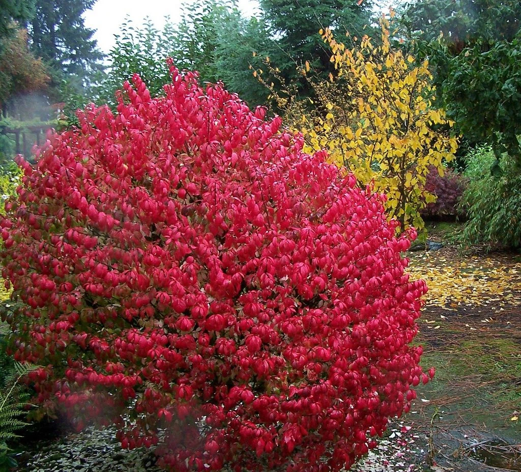 Fire Ball® Euonymus Alatus 'Select' - Burning Bush - Proven Winners- 4'' Pot 1 Fire Ball® Euonymus Alatus 'Select' - Burning Bush - Proven Winners- 4'' Pot
