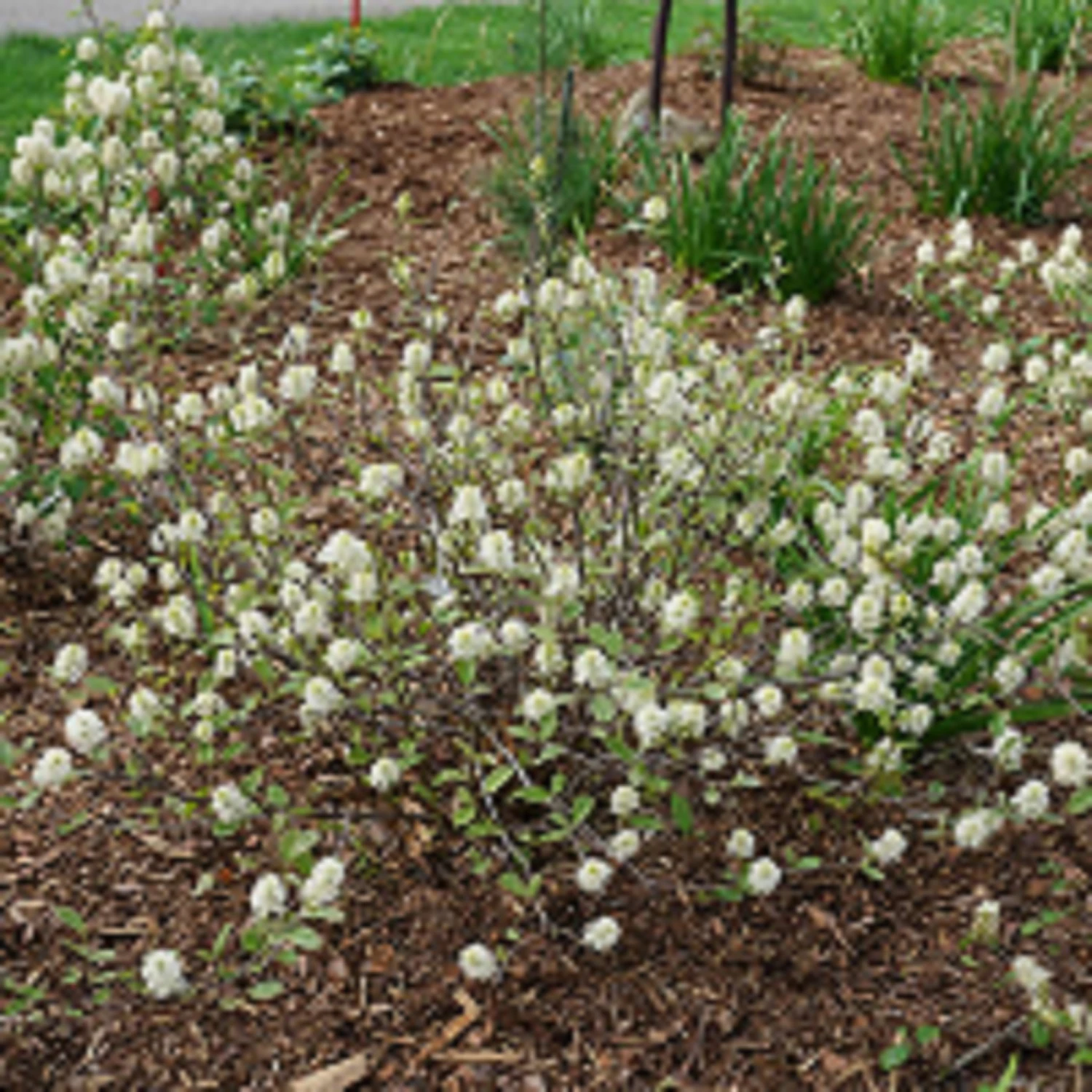 LEGEND OF THE SMALL™ Bottlebrush - Fothergilla X Intermedia PPAF - 4" Pot 1 LEGEND OF THE SMALL™ Bottlebrush - Fothergilla X Intermedia PPAF - 4" Pot