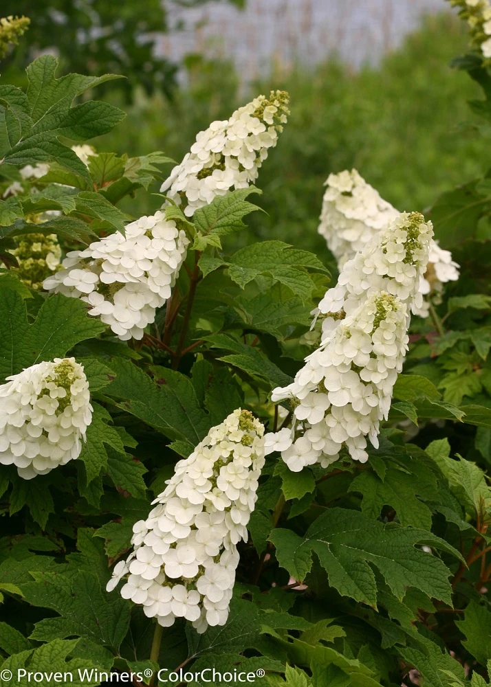 Gatsby Gal™ Oakleaf Hydrangea - 4'' Pot - Proven Winners 1 Gatsby Gal™ Oakleaf Hydrangea - 4'' Pot - Proven Winners