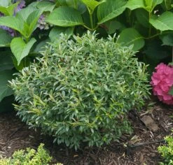 Gem Box® Inkberry Holly - 4" Pot - Ilex Glabra- Proven Winners Quick Turn