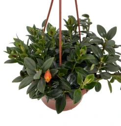 Magnot Goldfish Plant - Nematanthus - 6" Hanging Basket - Blooms Frequently!