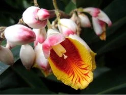 Variegated Ginger Plant - Alpinia Zerumbet - Spicy Fragrance/Edible - 6" Pot -Plant Sale Shop ginger4 17258.1688063900