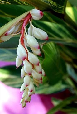 Variegated Ginger Plant - Alpinia Zerumbet - Spicy Fragrance/Edible - 6" Pot -Plant Sale Shop ginger5 34486.1688063900