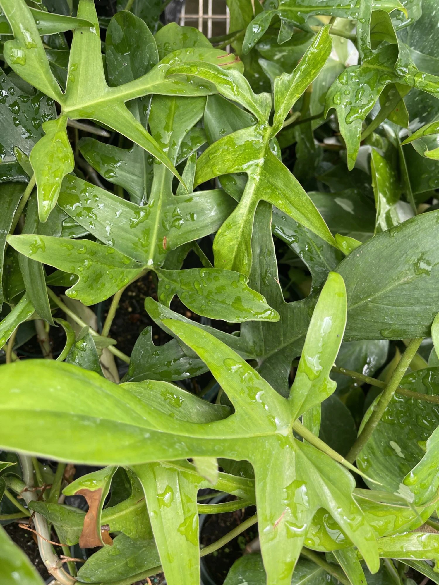 Glad Hands Philodendron - Pedatum - 4" Pot 1 Glad Hands Philodendron - Pedatum - 4" Pot