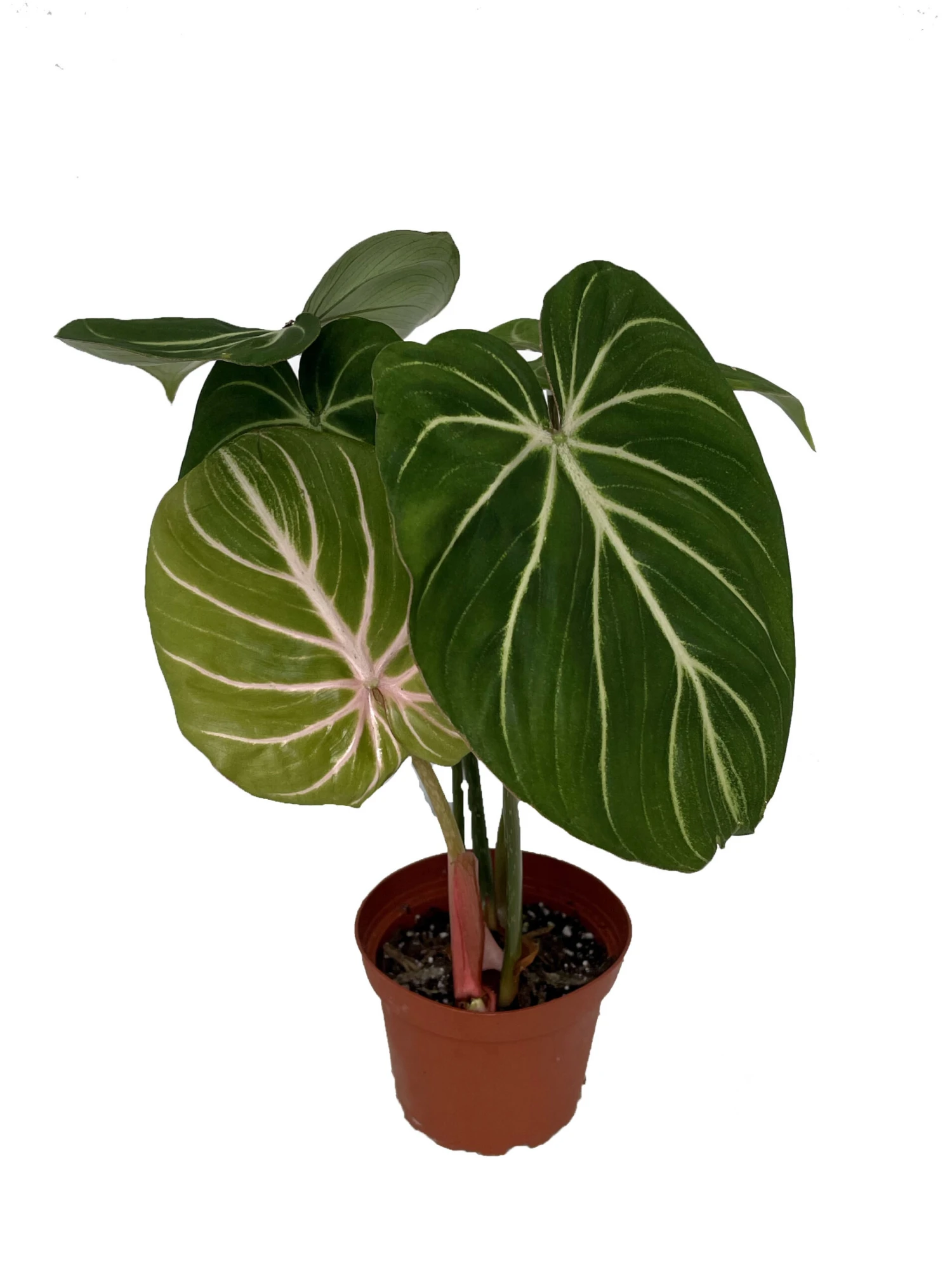 Rare Gloriosum Philodendron - Houseplant - 4" Pot 1 Rare Gloriosum Philodendron - Houseplant - 4" Pot