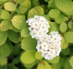 GLOW GIRL® Spiraea - Lemon/Lime Foliage - Proven Winners - 4" Pot
