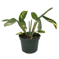 Golden Mosaic Prayer Plant - Ctenanthe Lubbersiana - 4" Pot - Collector's Series -Plant Sale Shop gmosaic6in 63725.1668802816