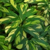 Golden Mosaic Prayer Plant - Ctenanthe Lubbersiana - 4" Pot - Collector's Series