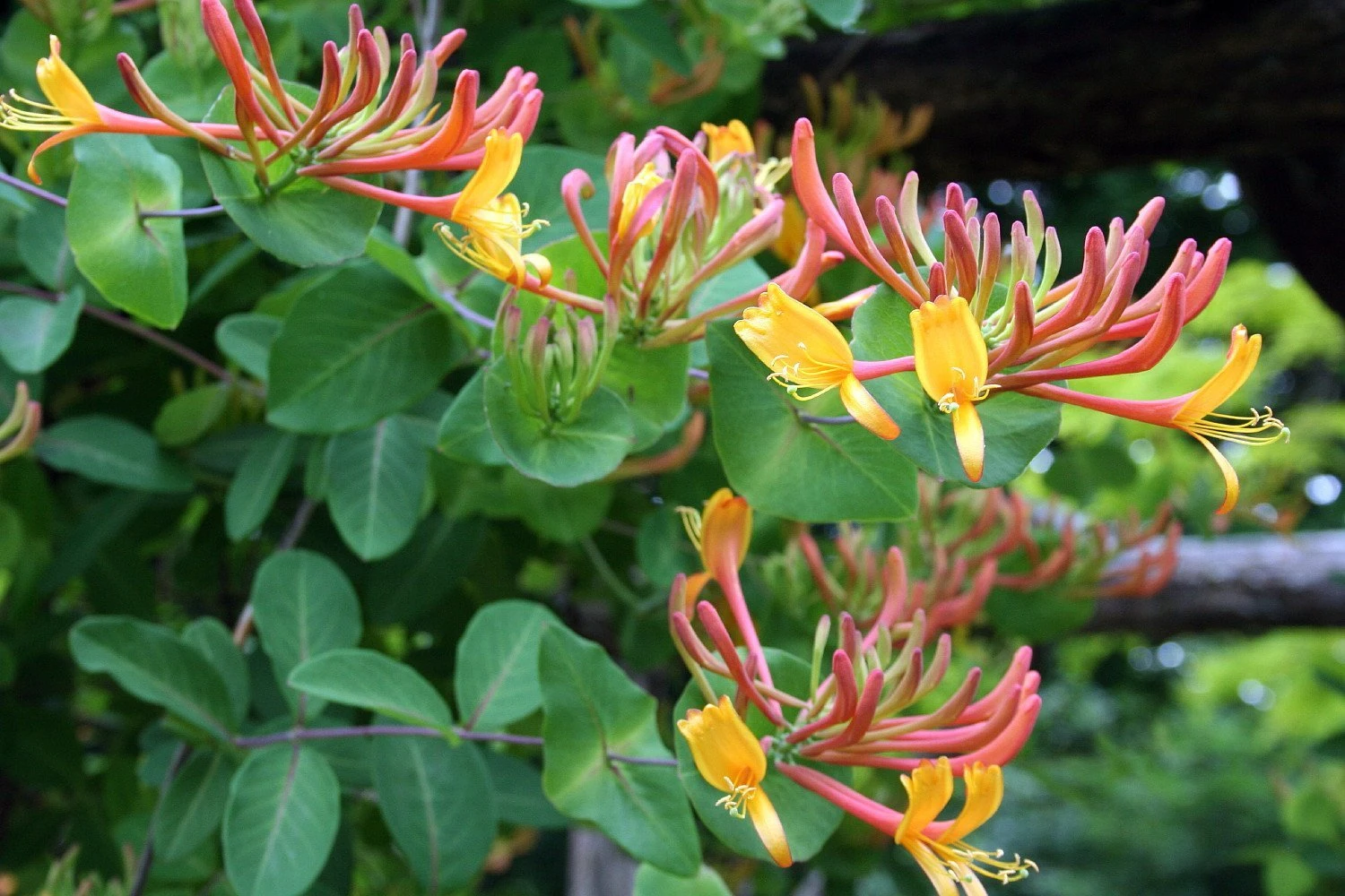 Gold Flame Honeysuckle Vine - Lonicera - Very Hardy - 2.5" Pot 2 Gold Flame Honeysuckle Vine - Lonicera - Very Hardy - 2.5" Pot - Image 2