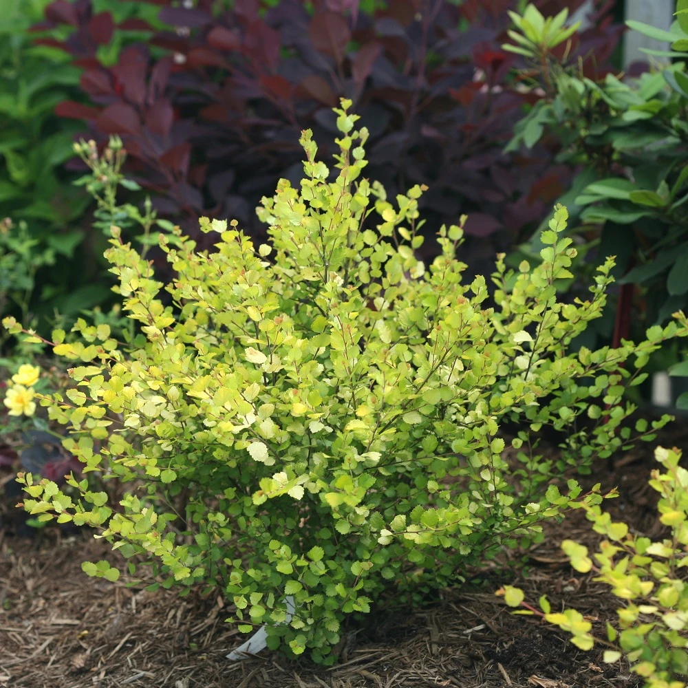 CESKY GOLD® - Golden Treasure Dwarf Birch - 4" Pot - Betula - Proven Winners 1 CESKY GOLD® - Golden Treasure Dwarf Birch - 4" Pot - Betula - Proven Winners