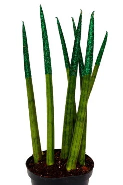Make-Upz Glitter Green Bamboo Shoots Snake Plant - Sansevieria - 6" Pot 5 Make-Upz Glitter Green Bamboo Shoots Snake Plant - Sansevieria - 6" Pot -Plant Sale Shop greentips1jpg 56485.1690831070