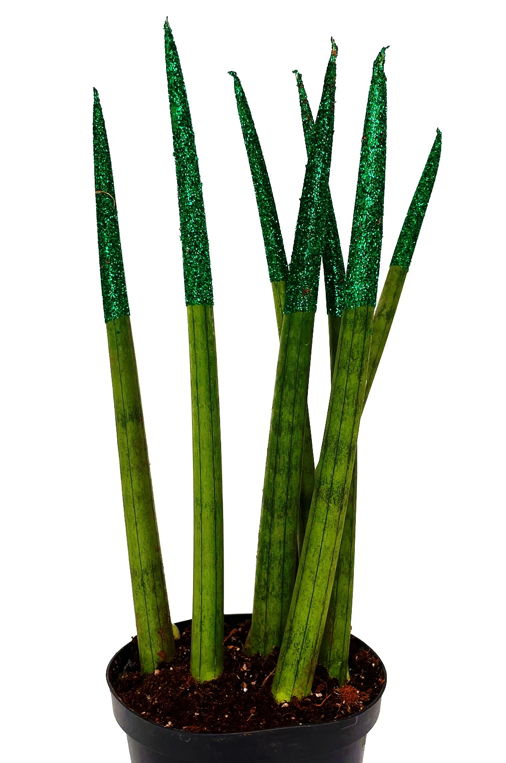 Make-Upz Glitter Green Bamboo Shoots Snake Plant - Sansevieria - 6" Pot 3 Make-Upz Glitter Green Bamboo Shoots Snake Plant - Sansevieria - 6" Pot - Image 3