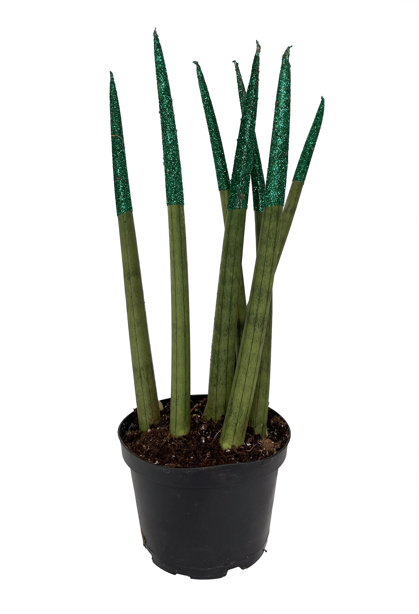 Make-Upz Glitter Green Bamboo Shoots Snake Plant - Sansevieria - 6" Pot 1 Make-Upz Glitter Green Bamboo Shoots Snake Plant - Sansevieria - 6" Pot