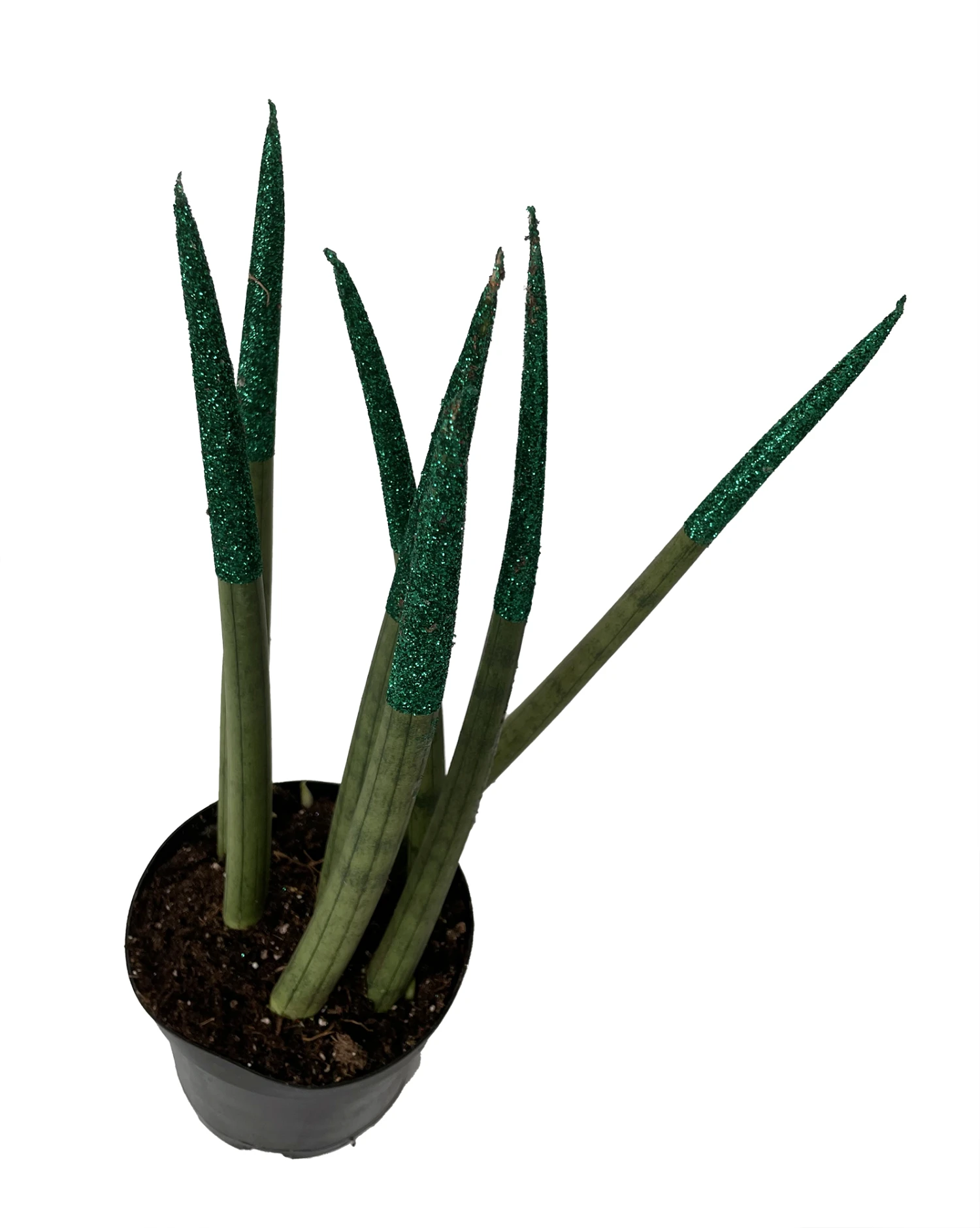 Make-Upz Glitter Green Bamboo Shoots Snake Plant - Sansevieria - 6" Pot 2 Make-Upz Glitter Green Bamboo Shoots Snake Plant - Sansevieria - 6" Pot - Image 2
