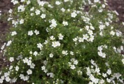 White Happy Face® Bush Cinquefoil - Potentilla - Pure White - Proven Winners