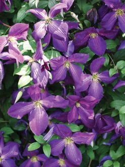 Happy Jack® Purple Clematis - 4" Pot - Proven Winners -Plant Sale Shop happyjack 87452.1615344820