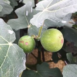 ‘Chicago Hardy’ Fig - Ficus Carica - 4" Pot -Plant Sale Shop hardychicago 94066.1678981546