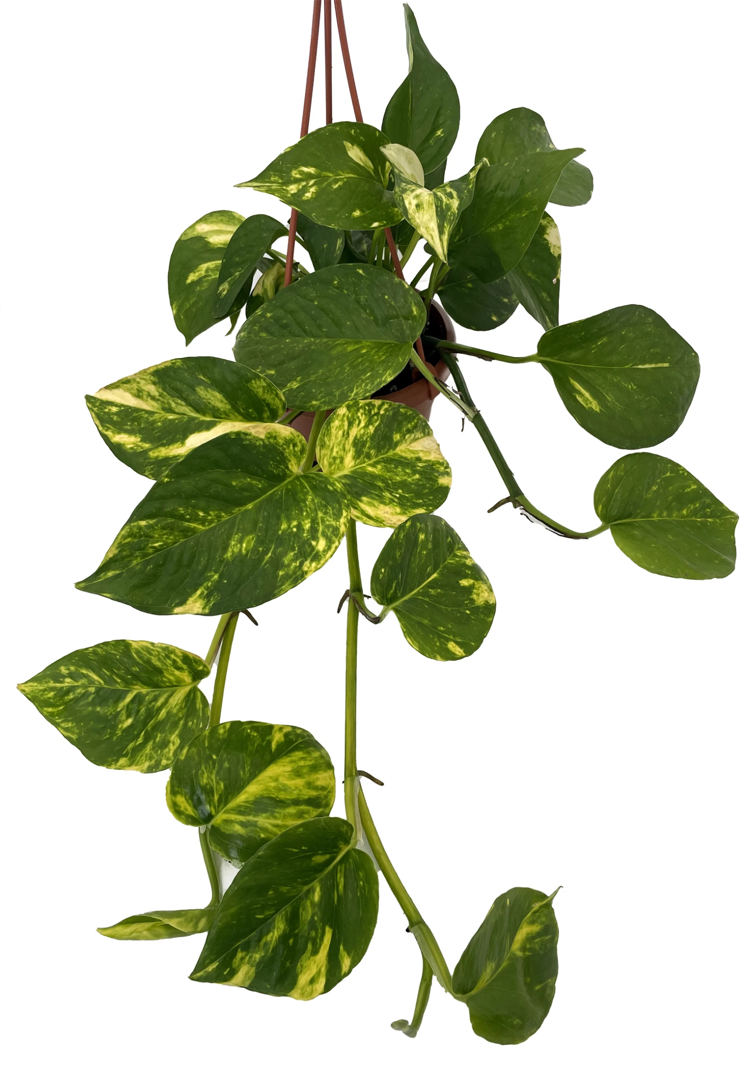 Hawaiian Devil's Ivy - Pothos - 4" Mini Hanging Basket 1 Hawaiian Devil's Ivy - Pothos - 4" Mini Hanging Basket