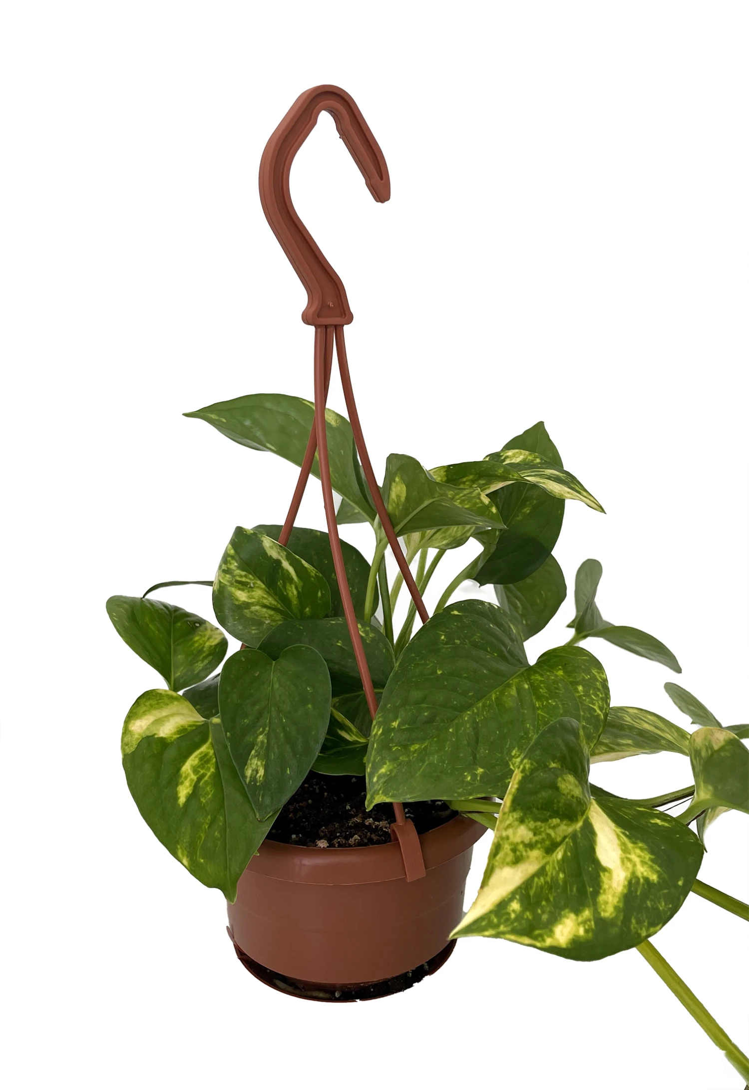 Hawaiian Devil's Ivy - Pothos - 4" Mini Hanging Basket 2 Hawaiian Devil's Ivy - Pothos - 4" Mini Hanging Basket - Image 2