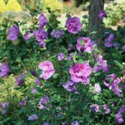 Dark Lavender CHIFFON® Hibiscus - Rose Of Sharon - Proven Winner - 4" Pot