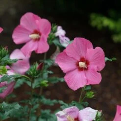 Paraplu Rouge⢠Hibiscus - Rose Of Sharon - Proven Winners - 4" Pot