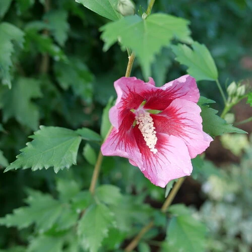 Red Pillar™ Rose Of Sharon - Hibiscus Syriacus - Proven Winners - 4" Pot 2 Red Pillar™ Rose Of Sharon - Hibiscus Syriacus - Proven Winners - 4" Pot - Image 2